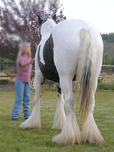 The feather of a quality Gypsy Vanner mare