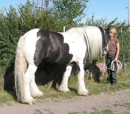 Gypsy Vanner mare Peggy