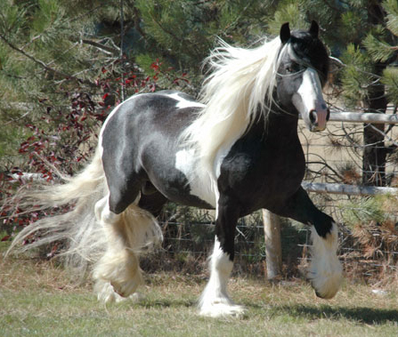 BSG Taliesin, our 15.1 hh homozygous Gypsy Vanner stallion