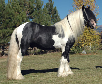 Taliesin, homozygous Gypsy Vanner stallion